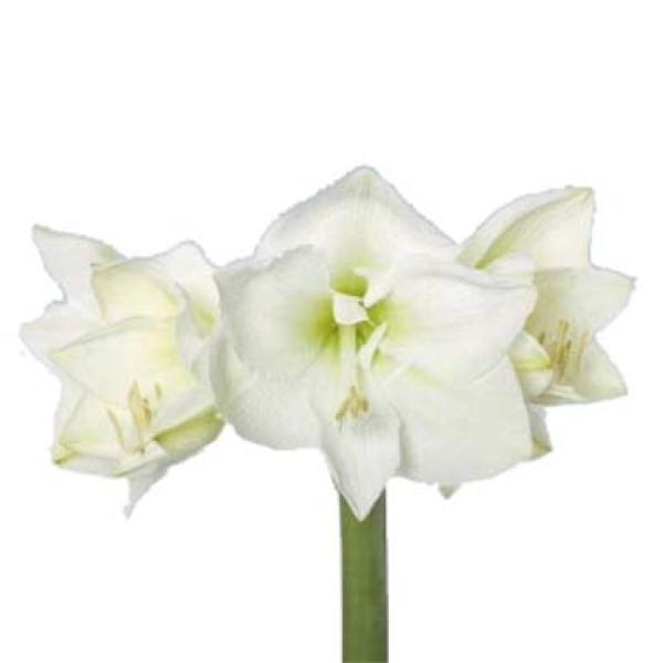 Vollsortiment - Amaryllis (ga) MONT BLANC